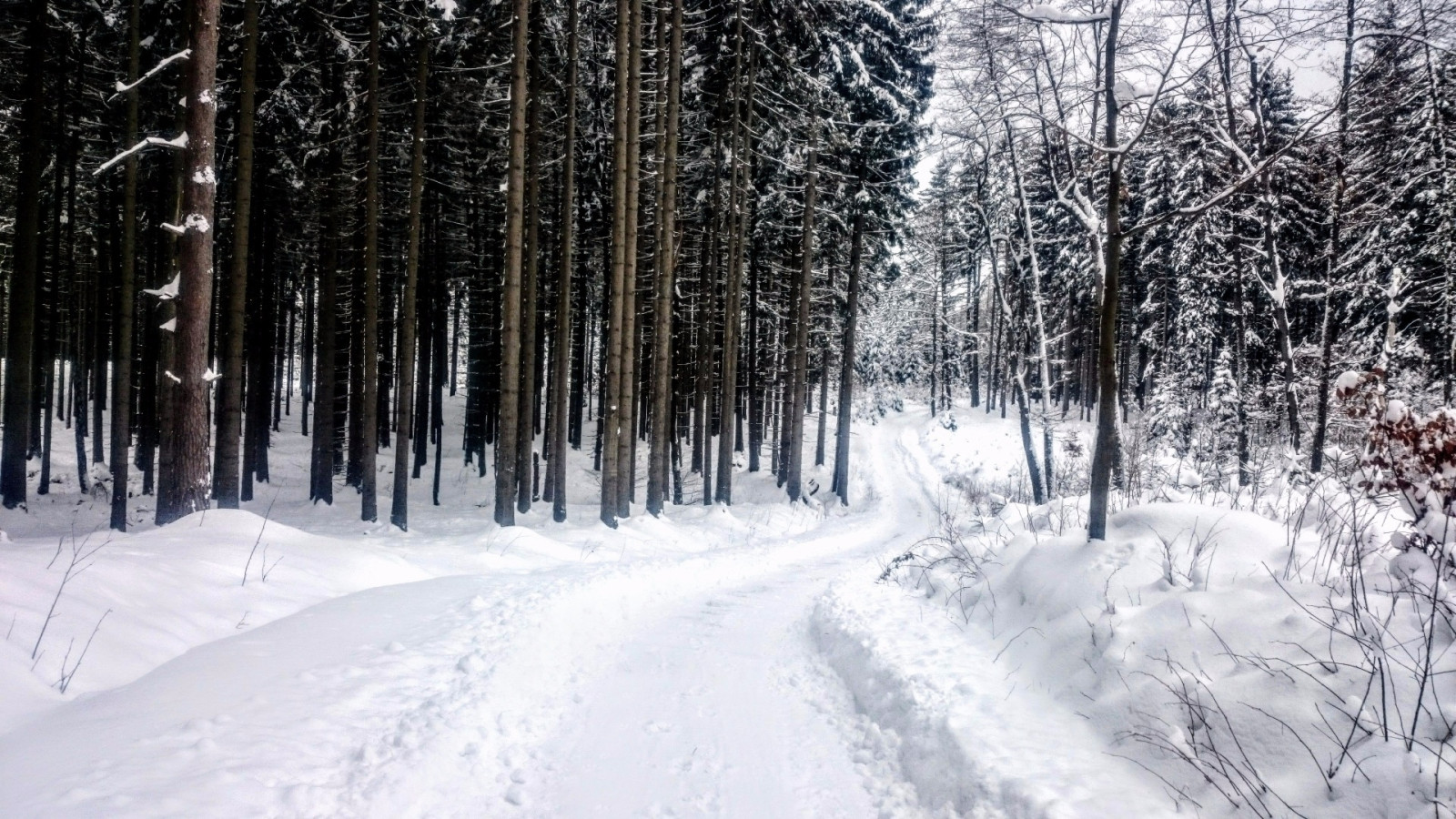 Upraven� cesta z Kohoutova na sv�nici